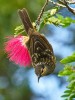 Macleay's Honeyeater